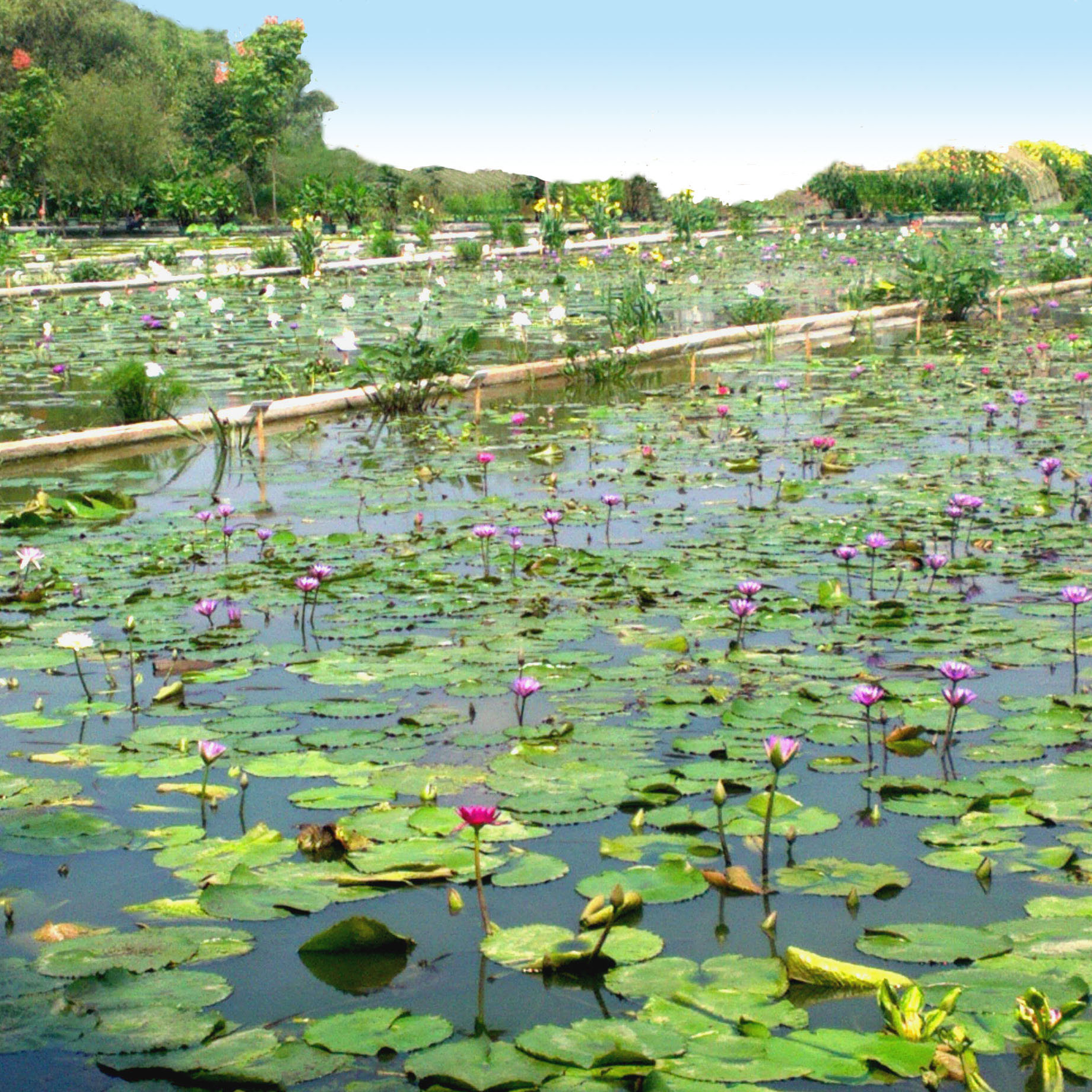 杭州天景水生植物园有限公司