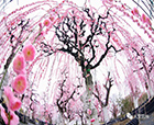 人文苗圃之春| 赏梅正当时，流淌在春光里的粉色瀑布（多图预警）